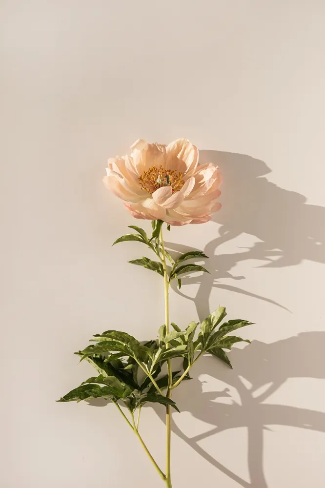 COMME-UNE-FLEUR_fleurs à la tige
