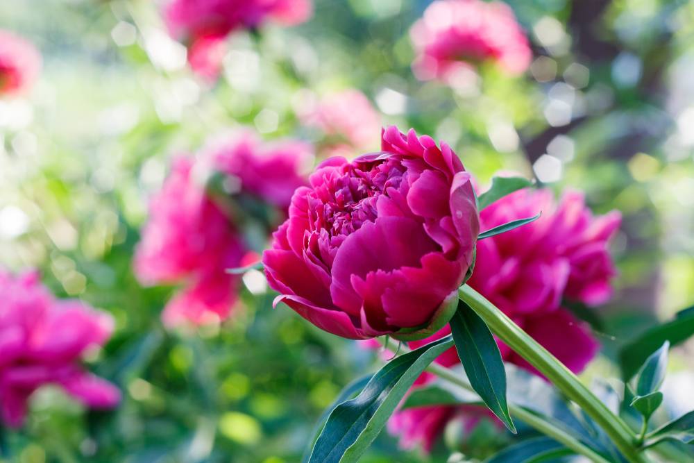 Pivoine (1)