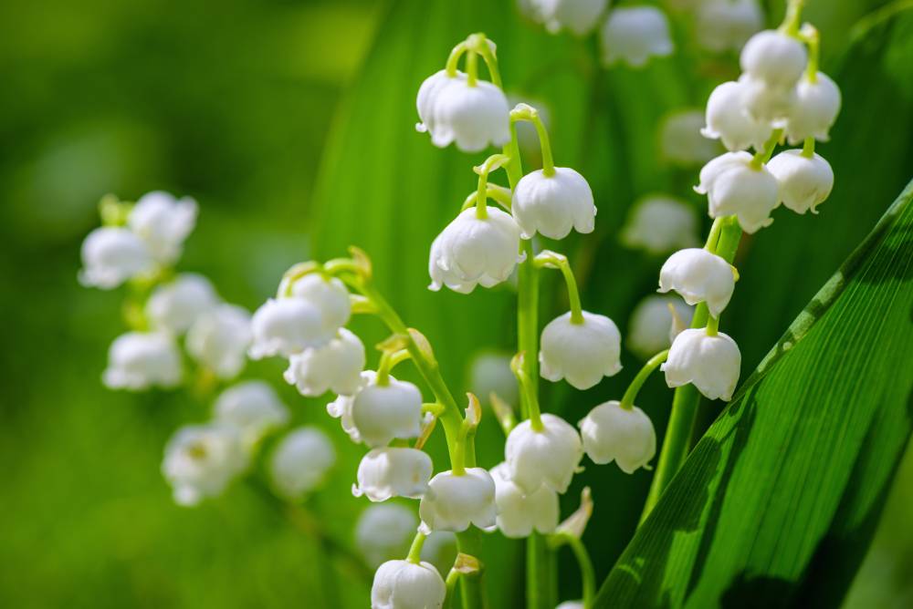 muguet (2)